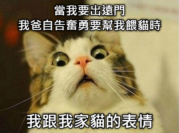 當我要出遠門 我爸自告奮勇要幫我餵貓時 我跟我家貓的表情