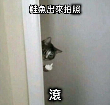 鮭魚出來拍照 滾
