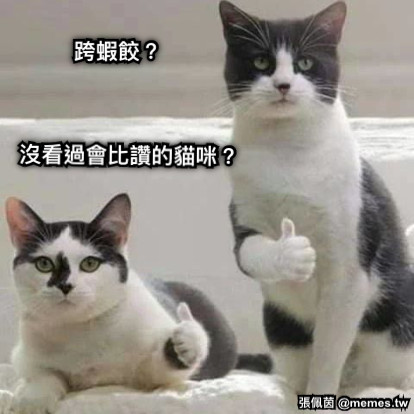 跨蝦餃？ 沒看過會比讚的貓咪？