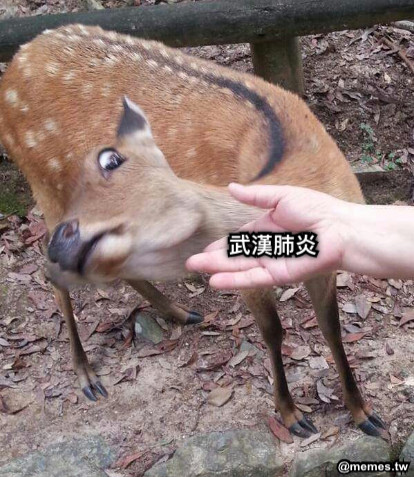 武漢肺炎