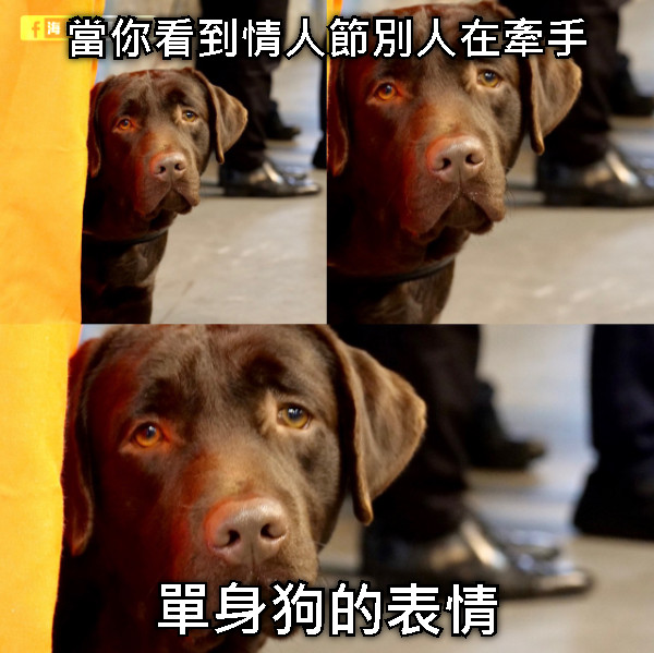 當你看到情人節別人在牽手 單身狗的表情