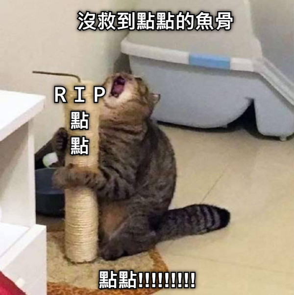 沒救到點點的魚骨 點點!!!!!!!!! ＲＩＰ 點 點