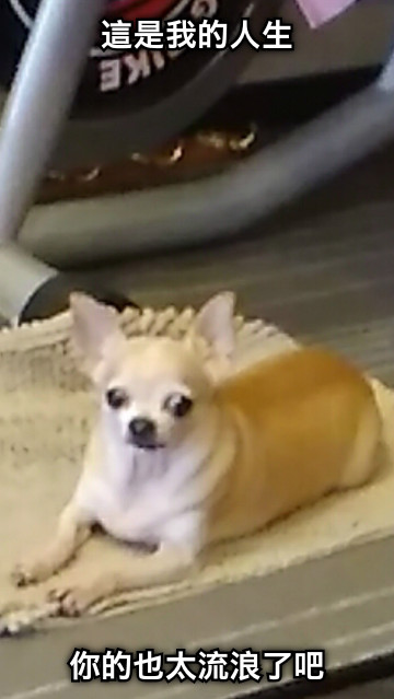 這是我的人生 你的也太流浪了吧
