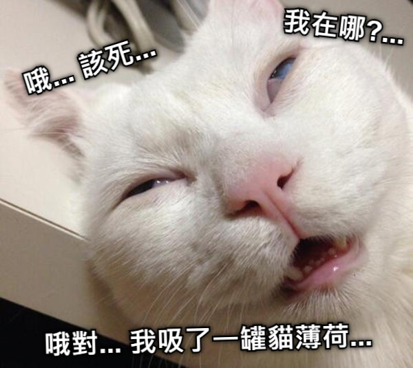 哦... 該死...  我在哪?... 哦對... 我吸了一罐貓薄荷...