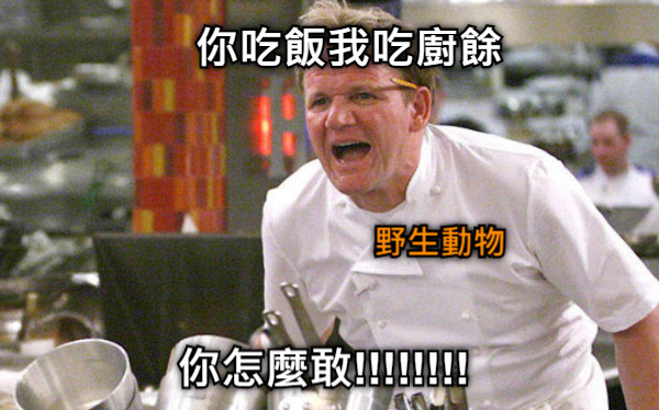 你吃飯我吃廚餘 你怎麼敢!!!!!!!! 野生動物