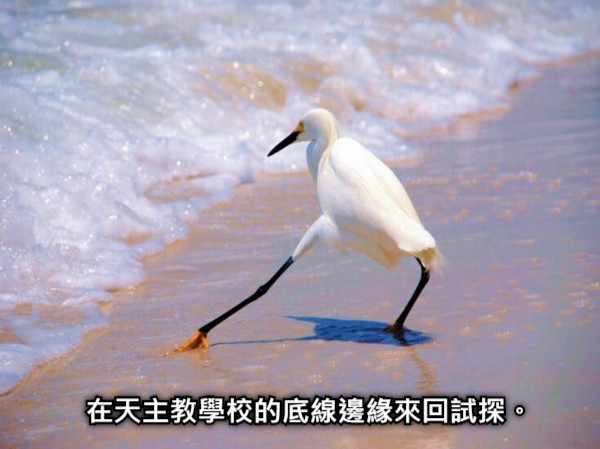 在天主教學校的底線邊緣來回試探。