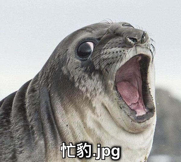 忙豹.jpg