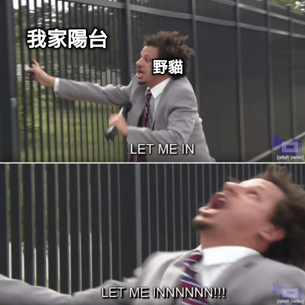 我家陽台 野貓