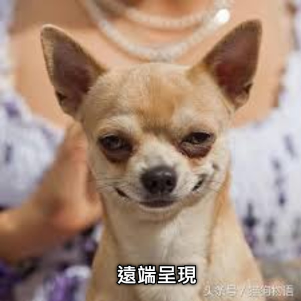 遠端呈現