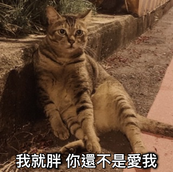我就胖 你還不是愛我