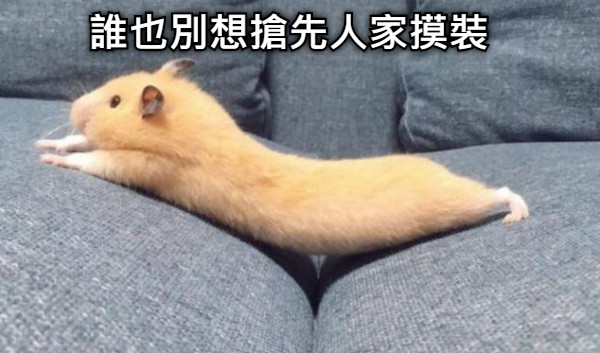 誰也別想搶先人家摸裝