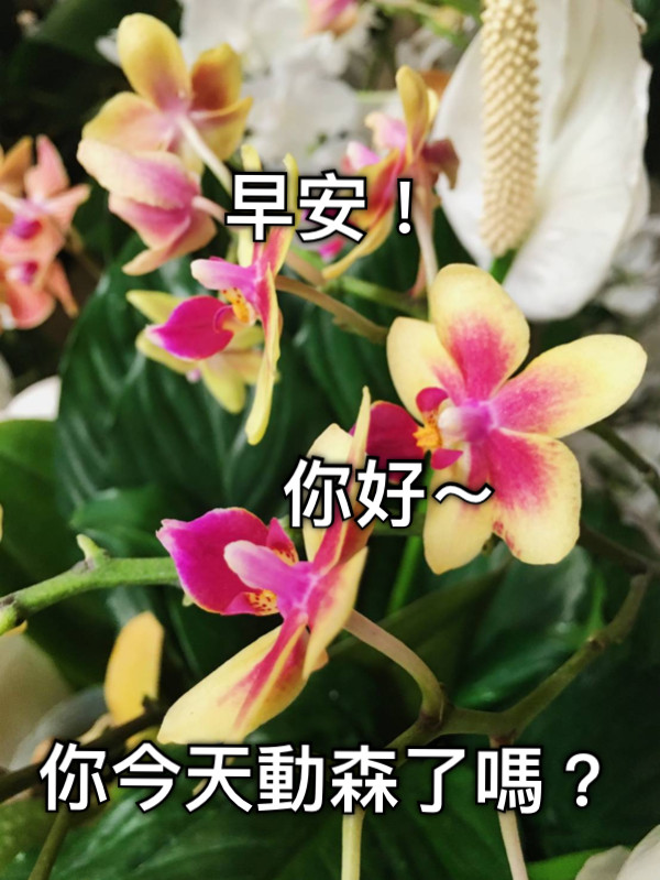 早安！         你好～   你今天動森了嗎？