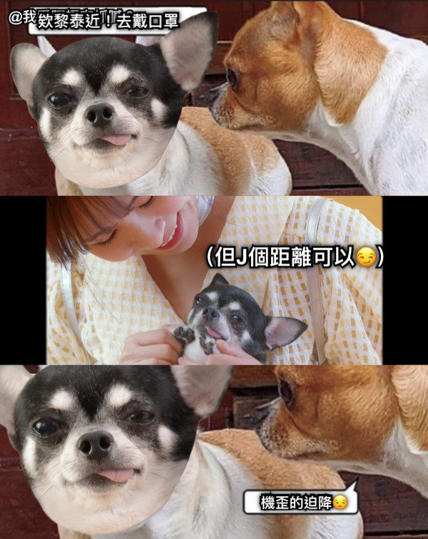 欸黎泰近！去戴口罩 （但J個距離可以😏） 機歪的迫降😒