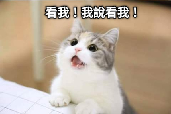 看我！我說看我！