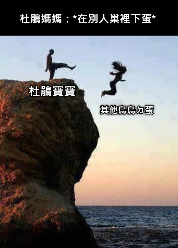 杜鵑媽媽：*在別人巢裡下蛋* 杜鵑寶寶 其他鳥鳥ㄉ蛋