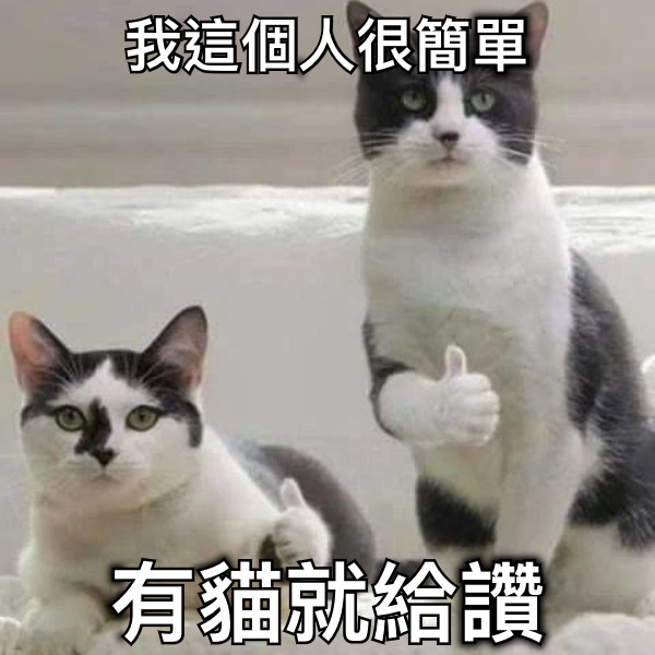 我這個人很簡單 有貓就給讚