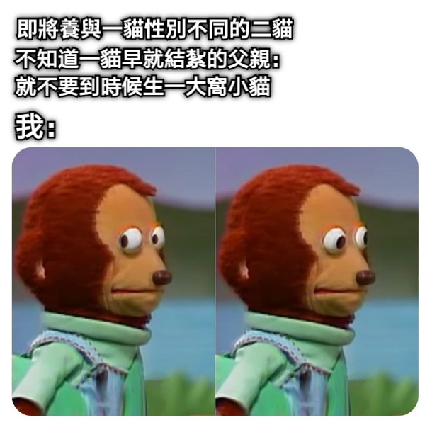 即將養與一貓性別不同的二貓    不知道一貓早就結紮的父親： 就不要到時候生一大窩小貓 我：