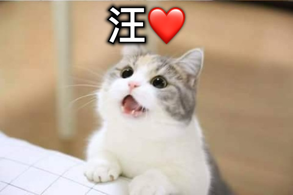 汪❤️