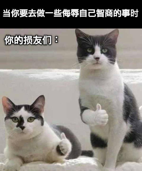 当你要去做一些侮辱自己智商的事时 你的损友们：