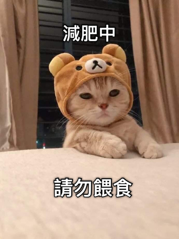 減肥中 請勿餵食