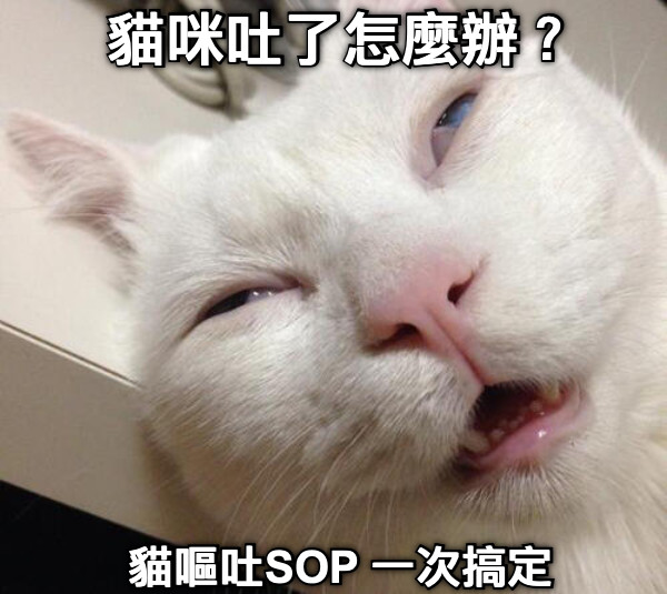 貓咪吐了怎麼辦？ 貓嘔吐SOP 一次搞定