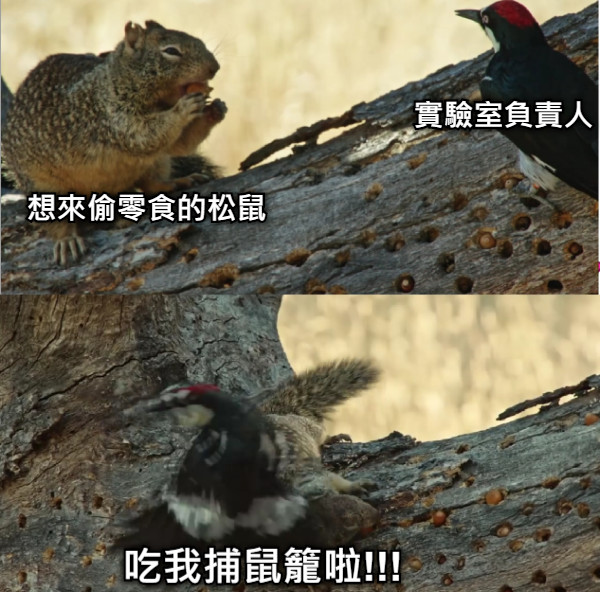 想來偷零食的松鼠 實驗室負責人 吃我捕鼠籠啦!!!