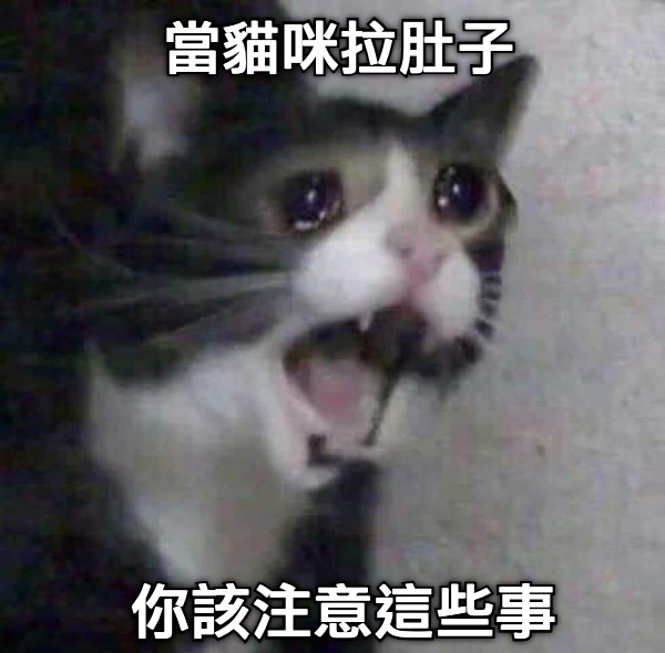 當貓咪拉肚子 你該注意這些事