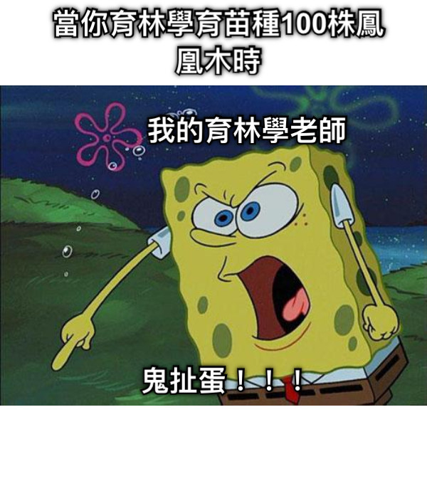 當你育林學育苗種100株鳳凰木時 我的育林學老師 鬼扯蛋！！！