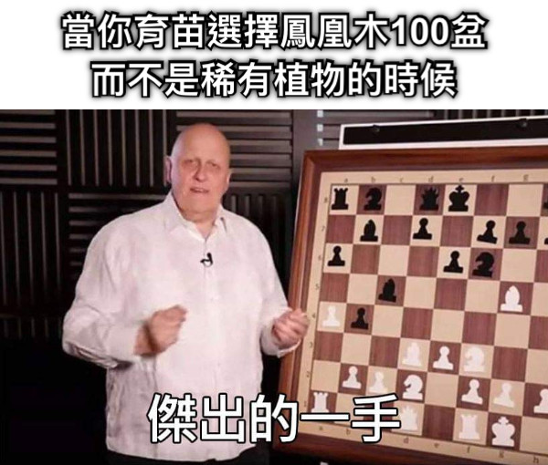 當你育苗選擇鳳凰木100盆而不是稀有植物的時候