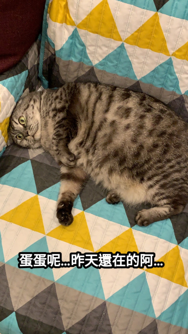 蛋蛋呢…昨天還在的阿…