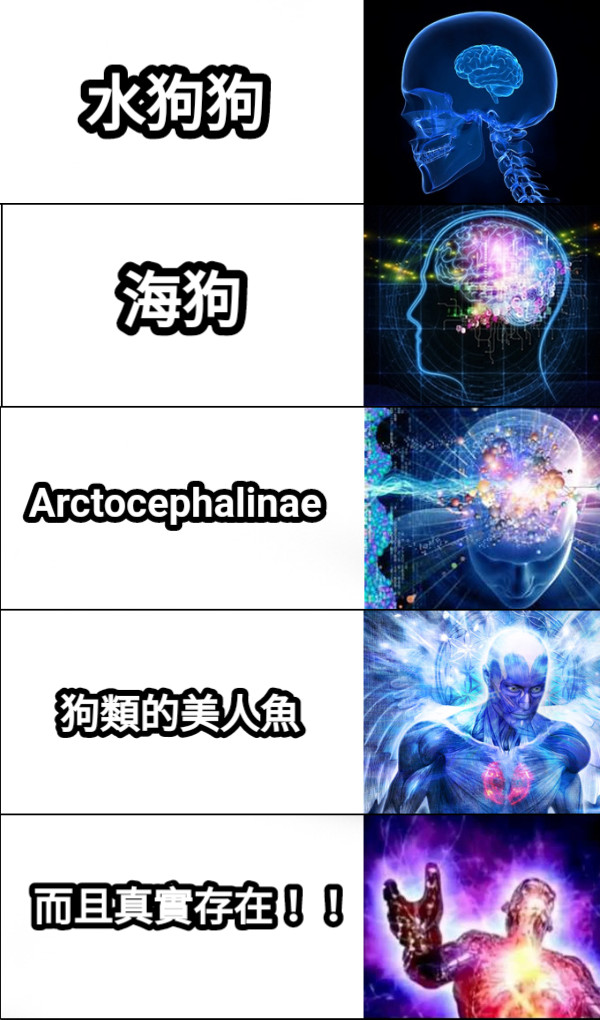 海狗 水狗狗 Arctocephalinae 狗類的美人魚 而且真實存在！！