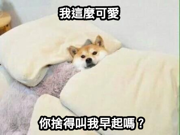 你捨得叫我早起嗎？ 我這麼可愛