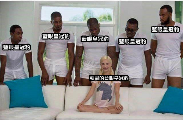 藍眼皇冠豹 藍眼皇冠豹 藍眼皇冠豹 藍眼皇冠豹 藍眼皇冠豹 動哥的藍眼皇冠豹