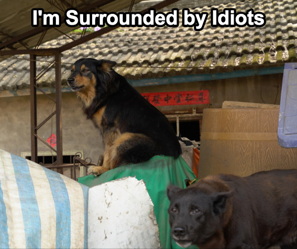 I&#039;m Surrounded by Idiots