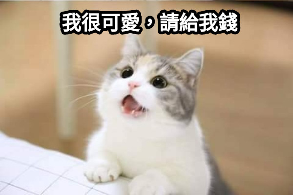 我很可愛，請給我錢