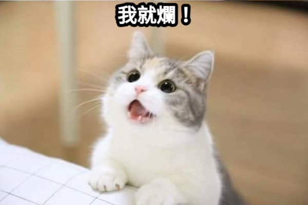 我就爛！