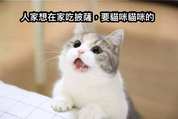 人家想在家吃披薩，要貓咪貓咪的