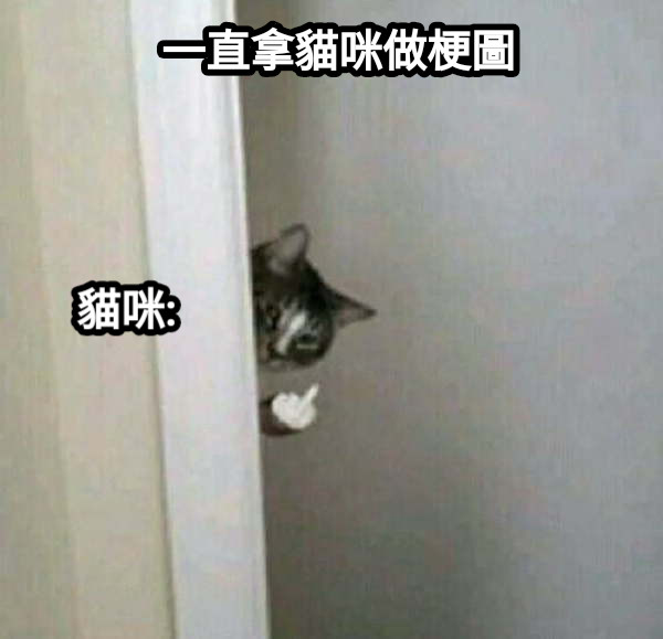 一直拿貓咪做梗圖 貓咪: