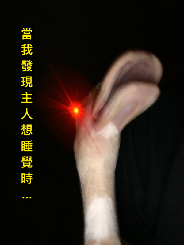 當 我 發 現 主 人 想 睡 覺 時 ...