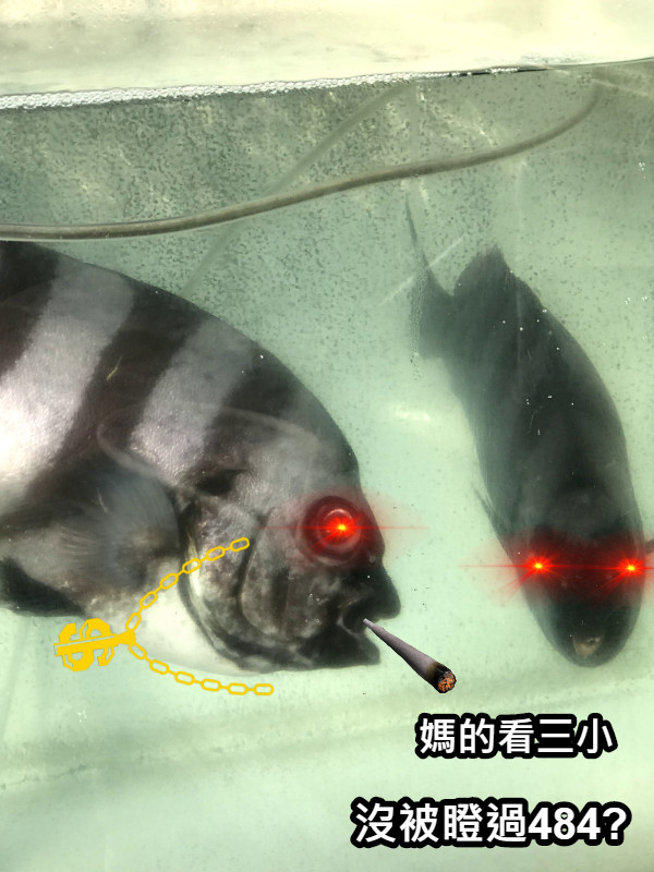 媽的看三小 沒被瞪過484?
