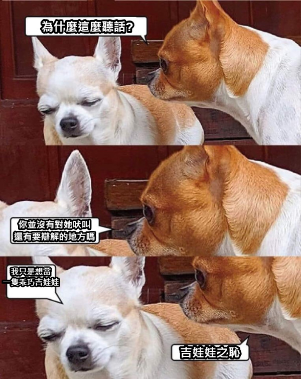 為什麼這麼聽話? 你並沒有對她吠叫 還有要辯解的地方嗎 我只是想當 一隻乖巧吉娃娃 吉娃娃之恥