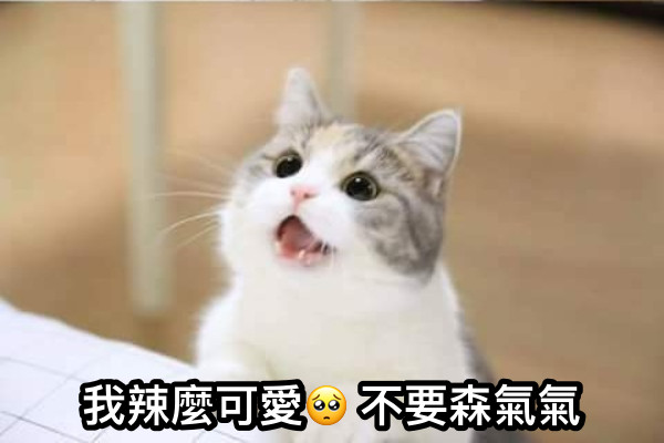 我辣麼可愛🥺 不要森氣氣