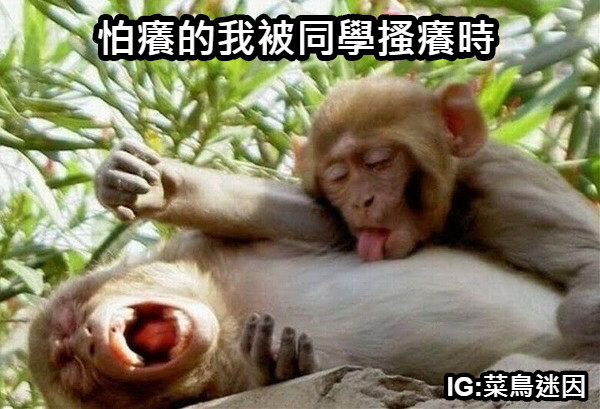 怕癢的我被同學搔癢時 IG:菜鳥迷因