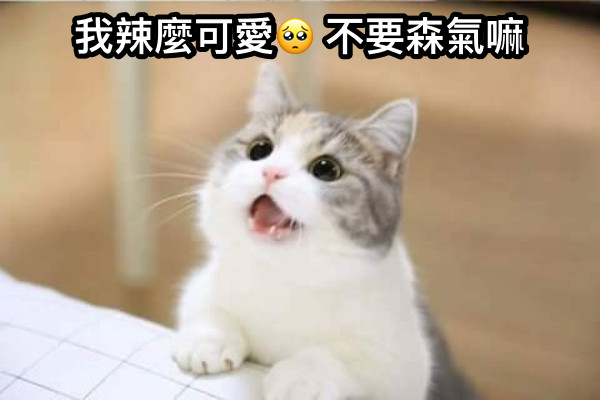 我辣麼可愛🥺 不要森氣嘛