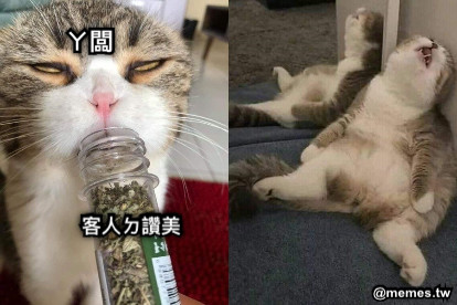 ㄚ闆 客人ㄉ讚美