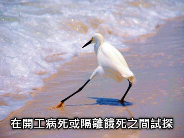 在開工病死或隔離餓死之間試探