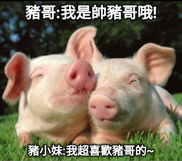 豬哥:我是帥豬哥哦! 豬小妹:我超喜歡豬哥的~