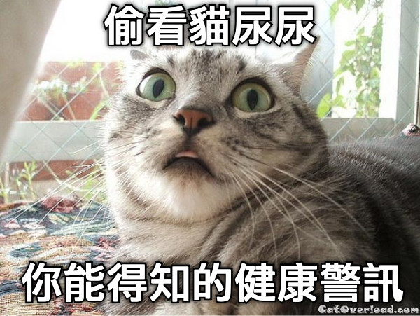 偷看貓尿尿 你能得知的健康警訊