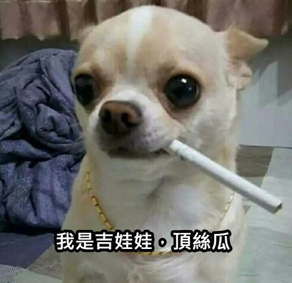 我是吉娃娃，頂絲瓜